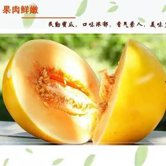 今日蜜瓜卖价多少钱,探寻夏日甜蜜新选择