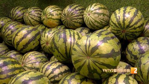 分宜麒麟瓜今日价格