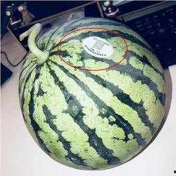 文安吃瓜网红,揭秘网络红人的幕后生活