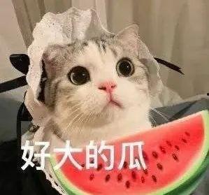 网红喵喵球吃瓜的关键词,揭秘网红界的最新热点事件