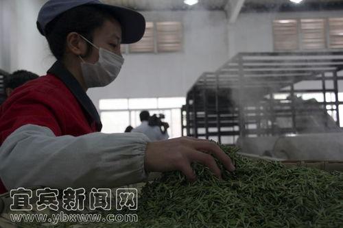 爆料茶叶的视频,视频爆料揭示行业内幕