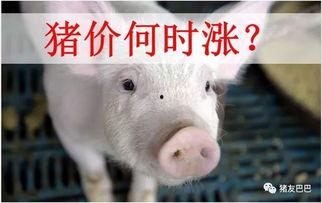 猪价最新爆料新闻网,全网热议，涨跌背后的真相揭晓！