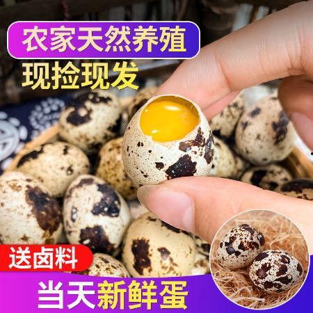 鸟蛋零食爆料视频,视频爆料背后的美味诱惑