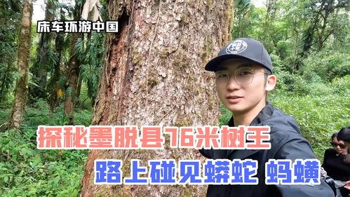 树王在线观看,在线观看，揭秘神秘古树守护传奇