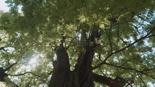 树王在线观看,在线观看，揭秘神秘古树守护传奇