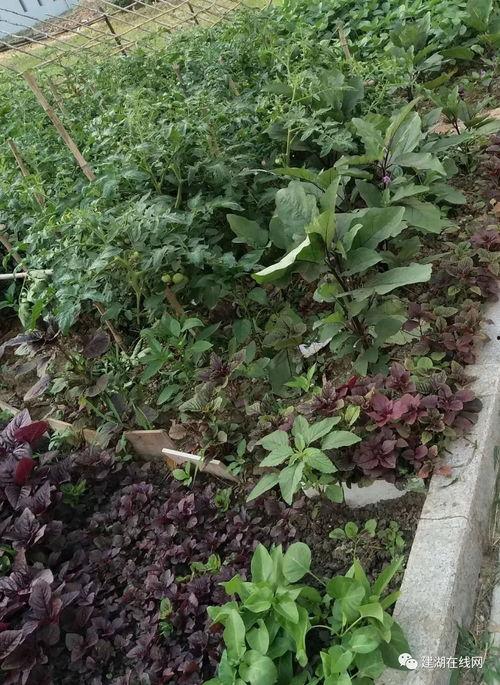 文春爆料金菜园视频大全,文春爆料背后的精彩瞬间