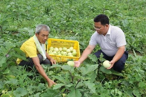 文春爆料金菜园视频大全,文春爆料背后的精彩瞬间