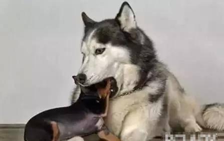 谁爆料出二哈骂有才视频,真相竟如此惊人！