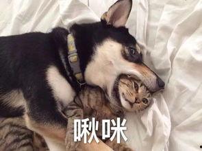 谁爆料出二哈骂有才视频,真相竟如此惊人！