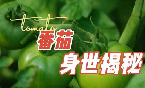 吃瓜看戏小可爱免费阅读,小可爱免费阅读之旅