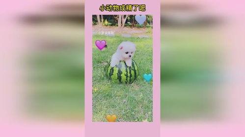 吃瓜看戏小可爱免费阅读,小可爱免费阅读之旅