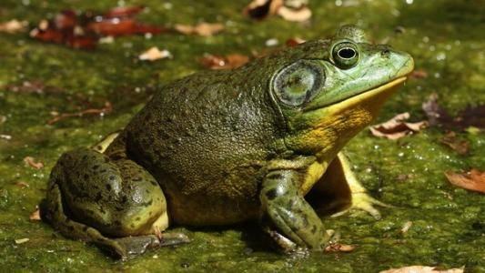 人工养殖牛蛙爆料视频播放