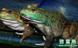 人工养殖牛蛙爆料视频播放