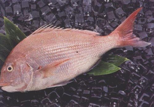 《鱼》在线观看