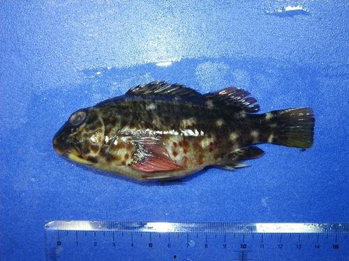 《鱼》在线观看