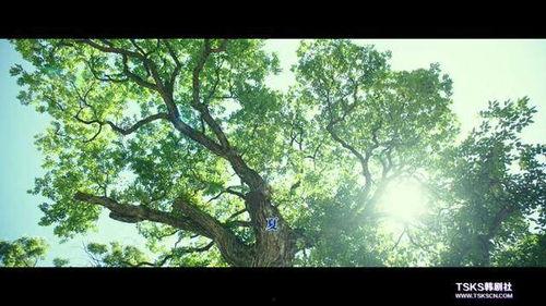 小森林在线观看免费观看,免费在线观看，共赴田园诗意之旅