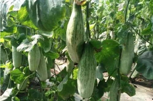 烟台吃瓜网红是谁,瓜界风云人物背后的故事