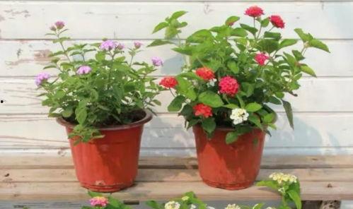 温州宠物店爆料视频最新,揭秘宠物行业黑幕