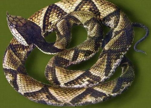 毒蛇4.3密卡最新爆料,揭秘游戏新内容与更新亮点