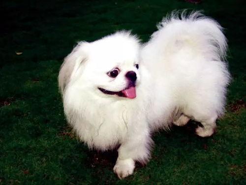 二狗爆料赵山河内鬼视频,赵山河内部惊人视频曝光